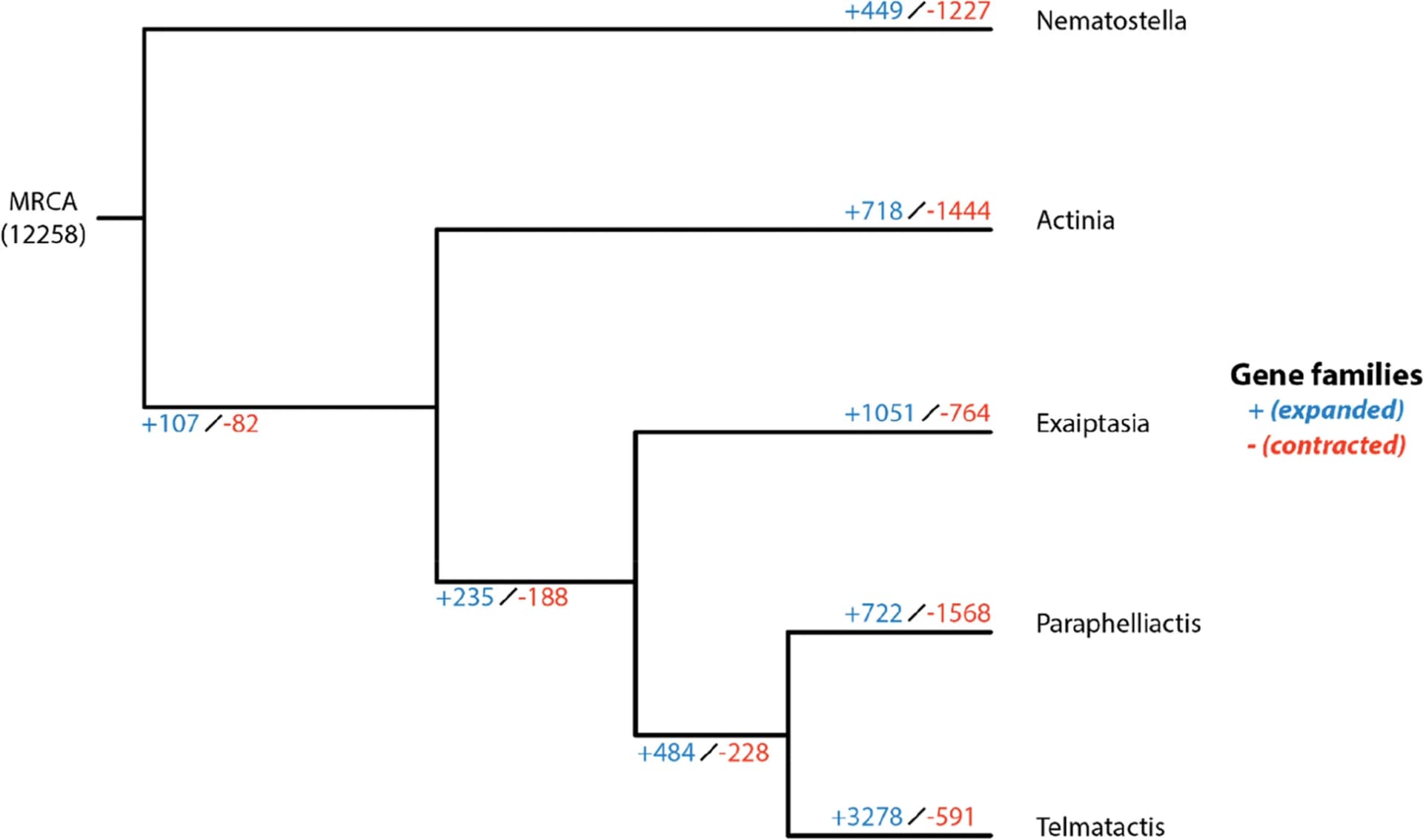 Open access visualization of Line Plot, Line Step, CAFE, Gene Families, Sea Anemone