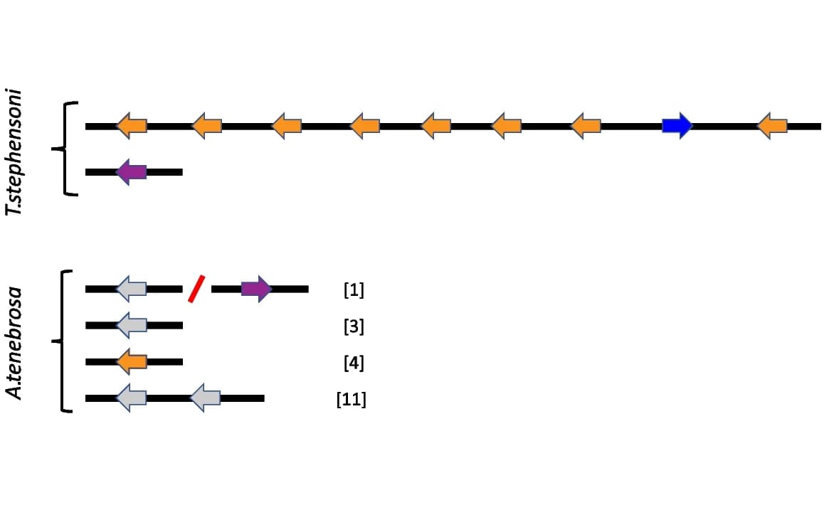 Open access visualization of Illustration, Genomic Arrangement, SA8 Genes, T. stephensoni, A. tenebrosa
