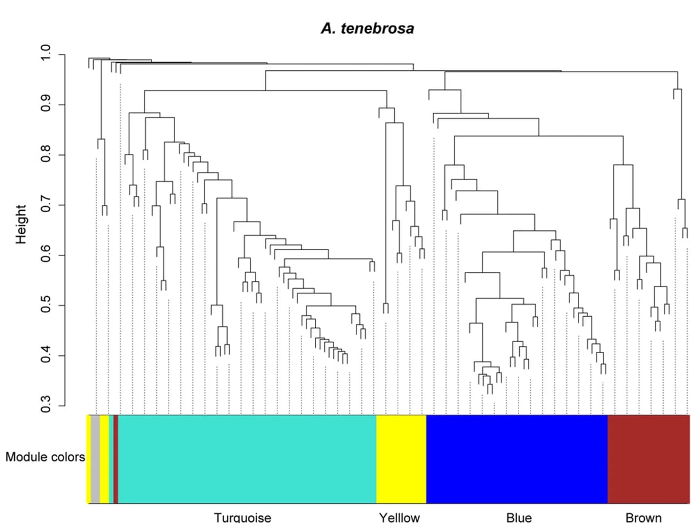 Open access visualization of Clustered, Bar Plot, Toxin transcripts, A. tenebrosa, WGCNA