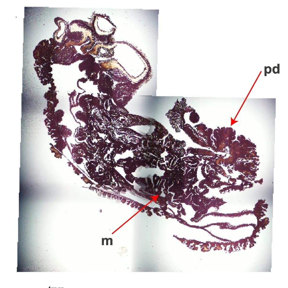 Open access visualization of Microscopy, Histology, T. stephensoni, Hematoxylin and eosin stain