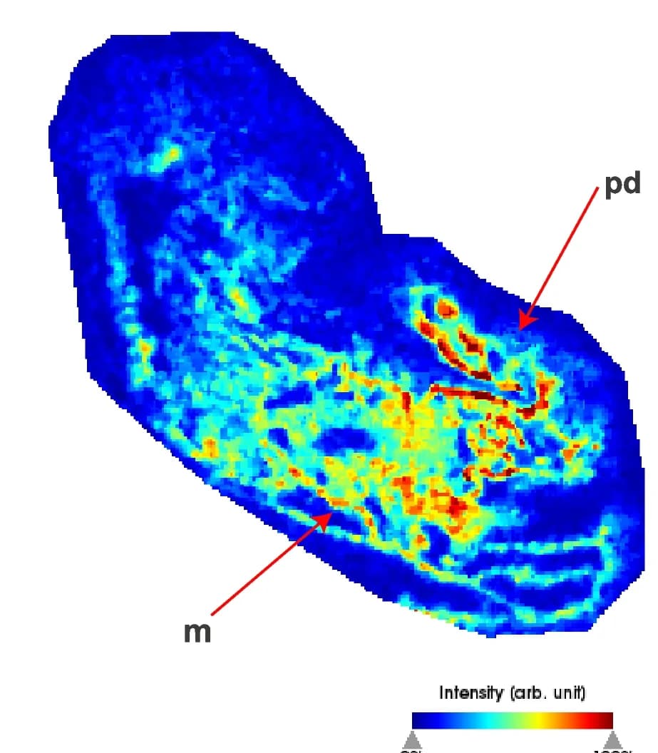 Open access visualization of Heatmap, Peptide, Mass spectrometry, T. stephensoni, Acontial filaments