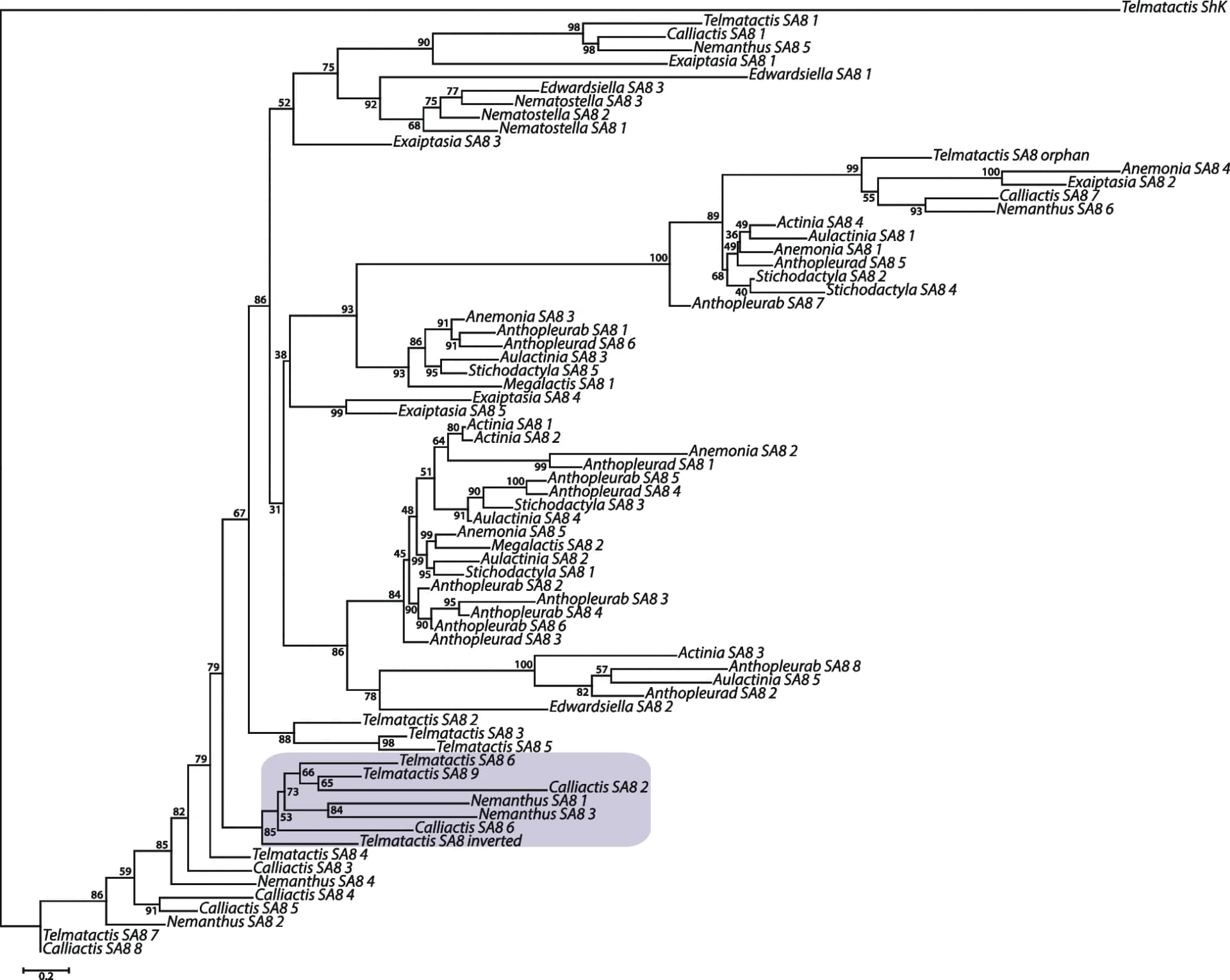 Open access visualization of Line Plot, Phylogenetic Tree, Sea Anemone, SA8 Gene, Maximum Likelihood