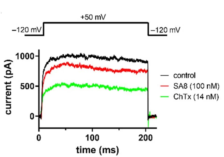 Open access visualization of Line Plot, Line Step, hK V 1.2 current traces, Voltage protocol, SA8