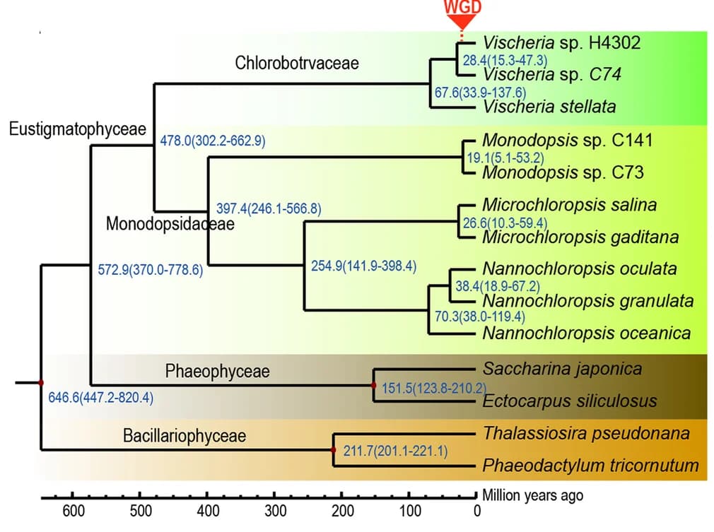Open access visualization of Illustration, Flowchart, Phylogenetic Tree, Divergence Time, Heterokontophytes