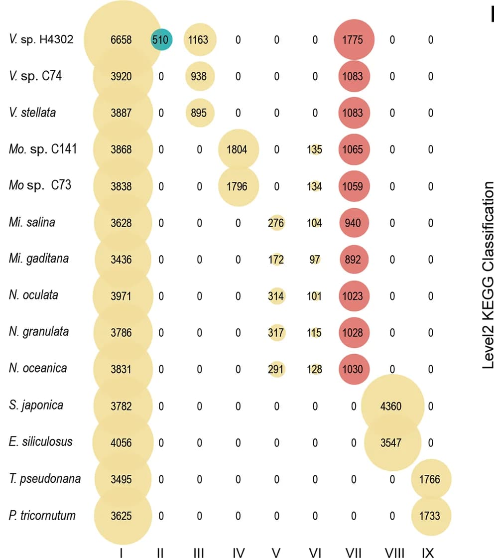 Open access visualization of Bubble Plot, Gene Cluster, Heterokontophytes, Lineage-specific Clusters, Eustigmatophyceae