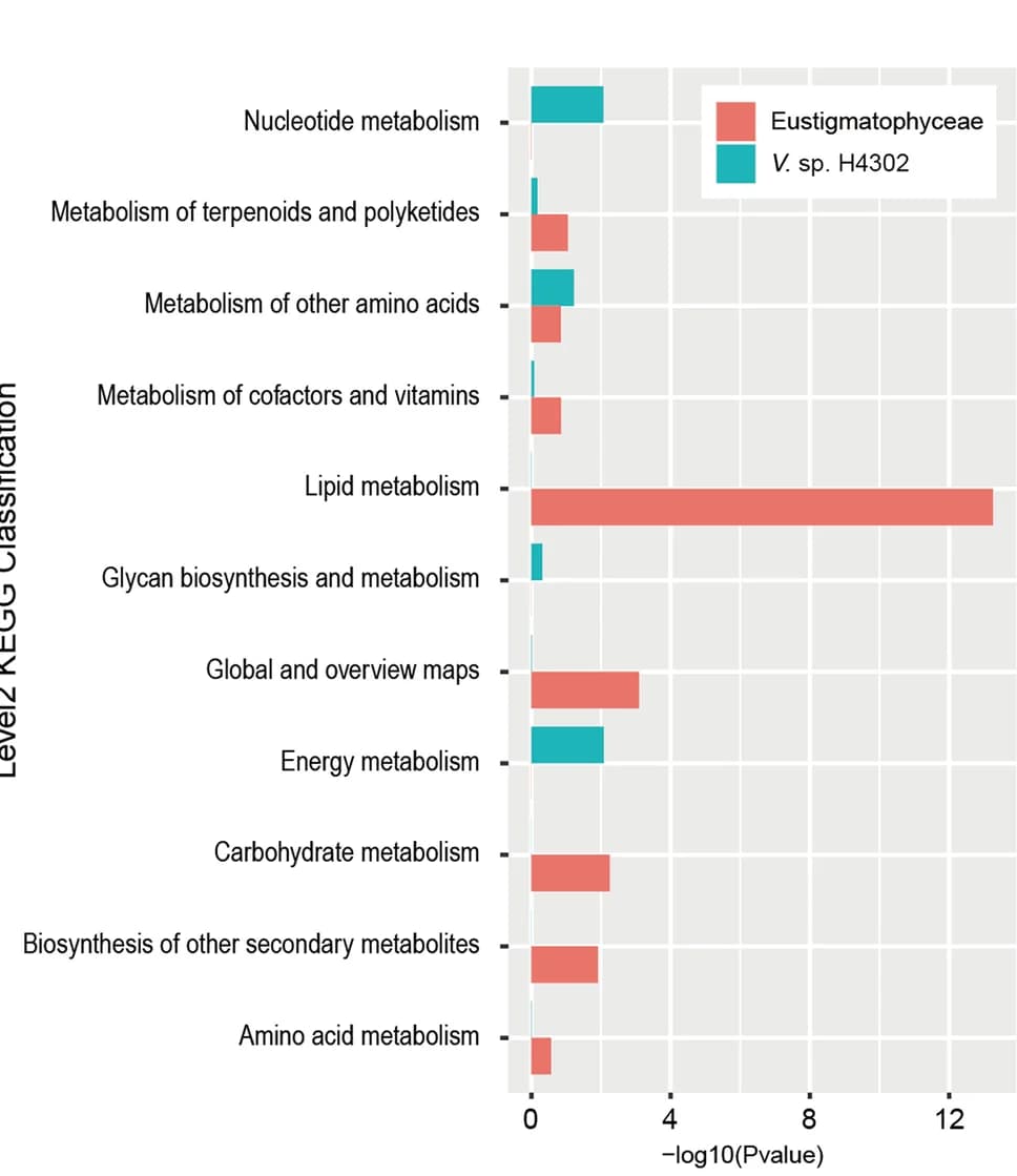 Open access visualization of Bar Plot, Metabolic Pathways, KEGG Classification, Unique Genes, Eustigmatophyceae