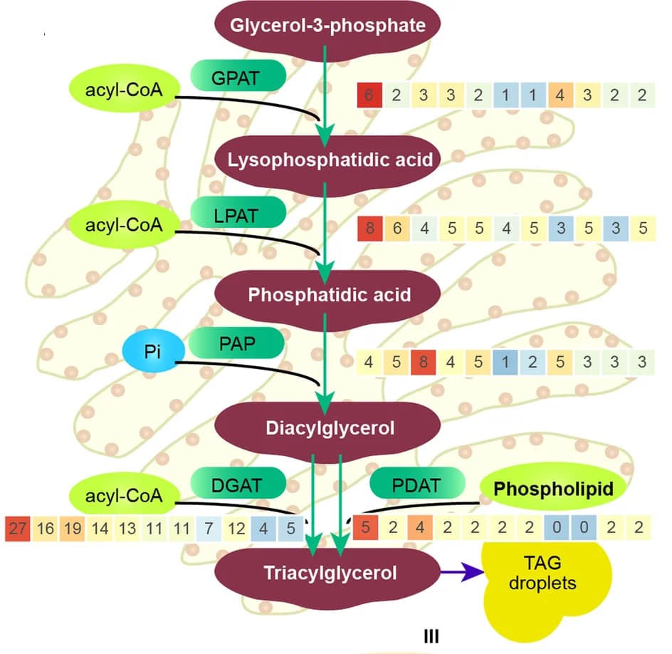 Open access visualization of Workflow, TAG synthesis, Glycerol-3-phosphate, Microalgae, Heterokontophytes