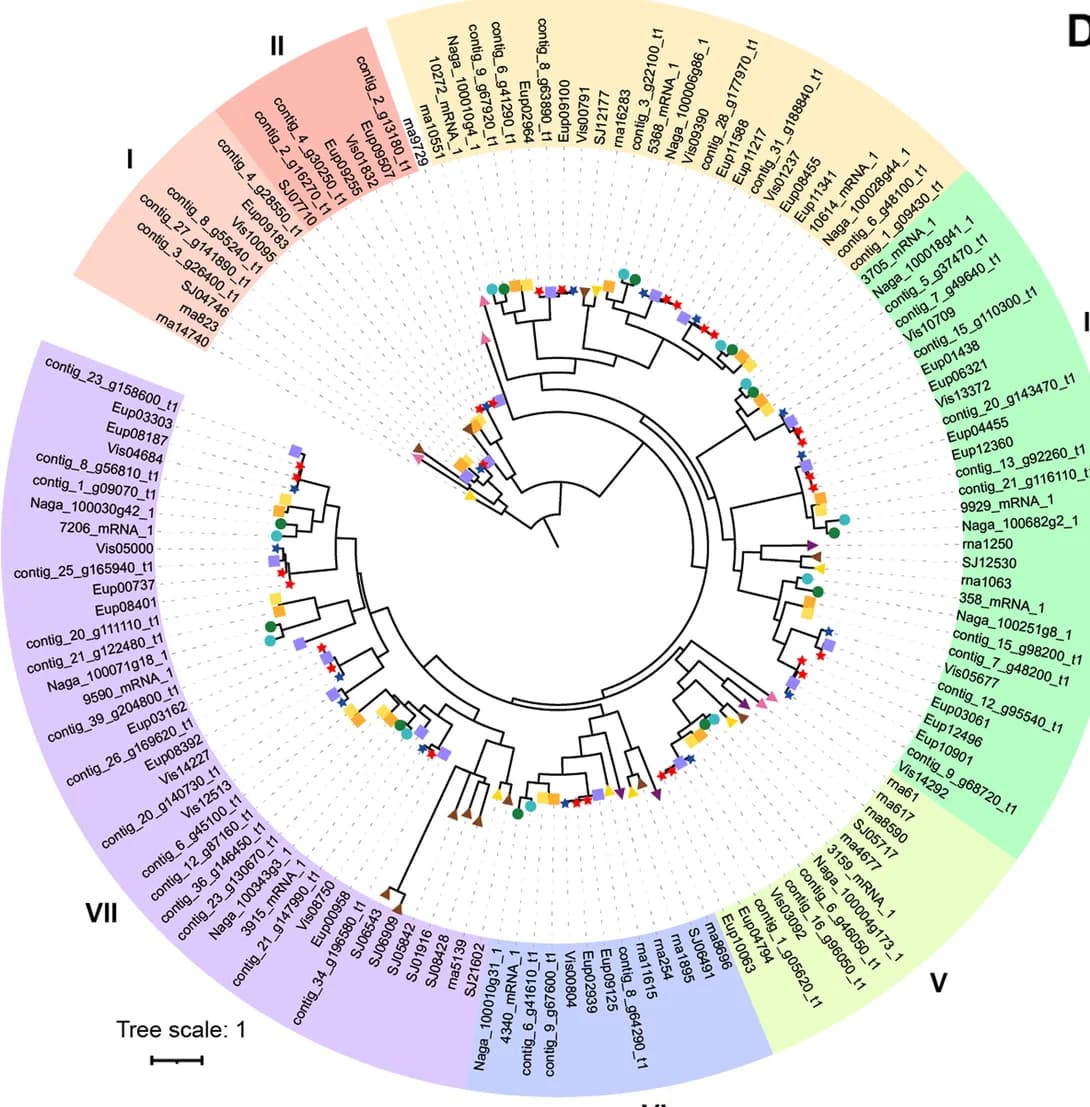 Open access visualization of Network, Phylogenetic Tree, DGAT gene family, Heterokont genomes, Clades