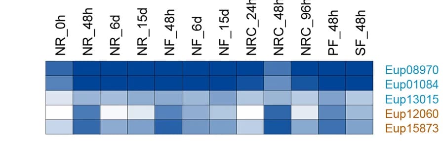 Open access visualization of Heatmap, RNA expression, PDAT gene family, DGAT gene family, Nitrogen repletion