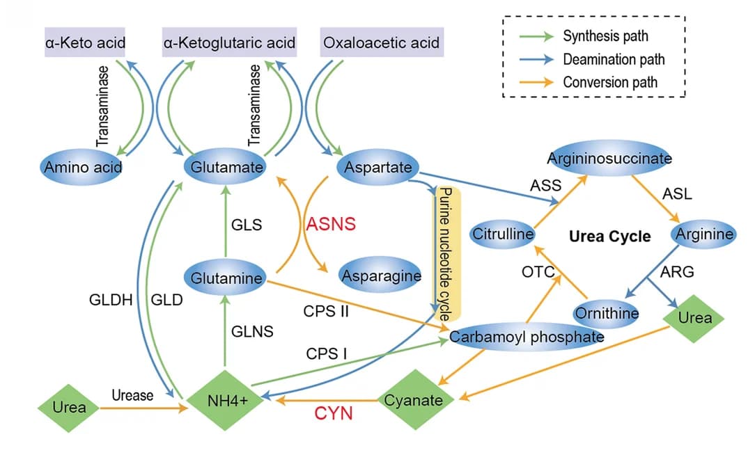 Open access visualization of Workflow, Flowchart, Nitrogen Metabolism, Amino Acid Synthesis, Amino Acid Degradation