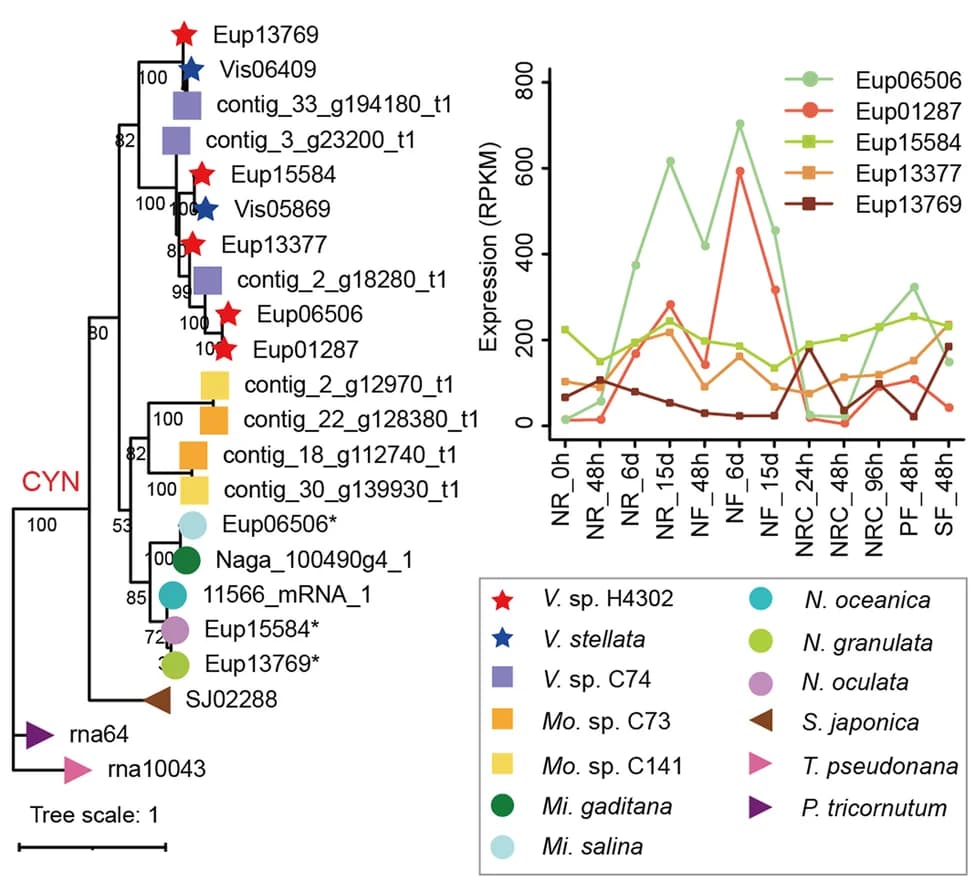 Open access visualization of Line Plot, Network, Phylogenetic Tree, CYN Genes, Heterokontophytes