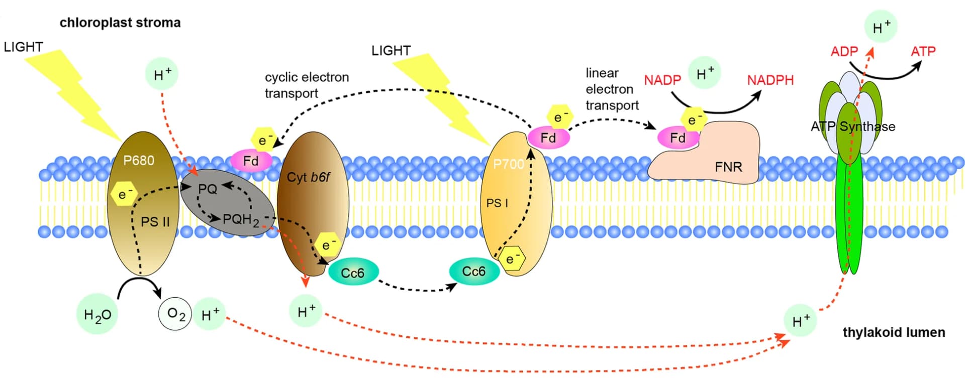 Open access visualization of Workflow, Illustration, Electron Transfer, ATP, NADPH