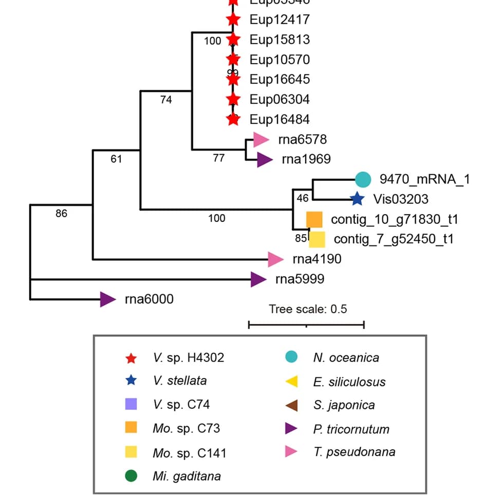 Open access visualization of Network, Pathway, Phylogenetic Trees, Cc6, Heterokontophytes