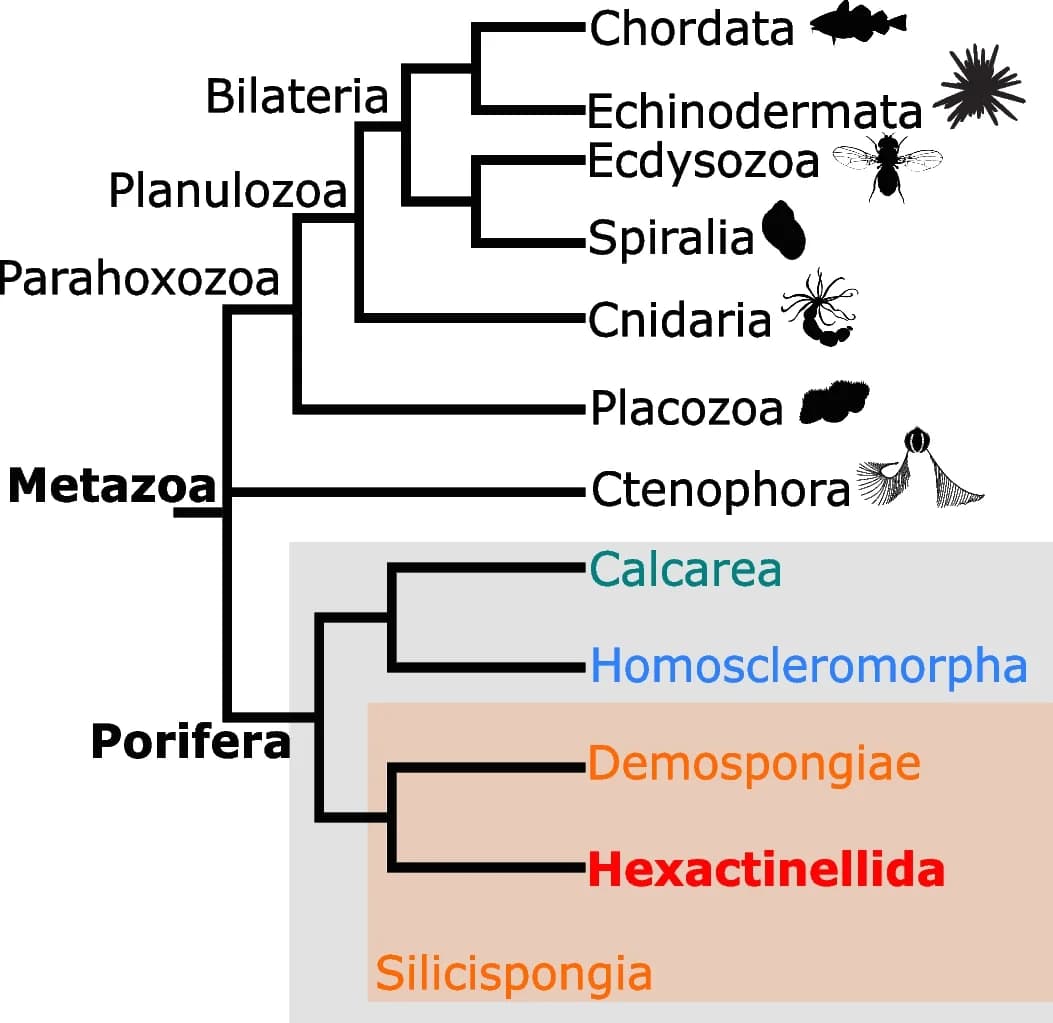Open access visualization of Flowchart, Phylogenetic position, Porifera, Sponges, Hexactinellida