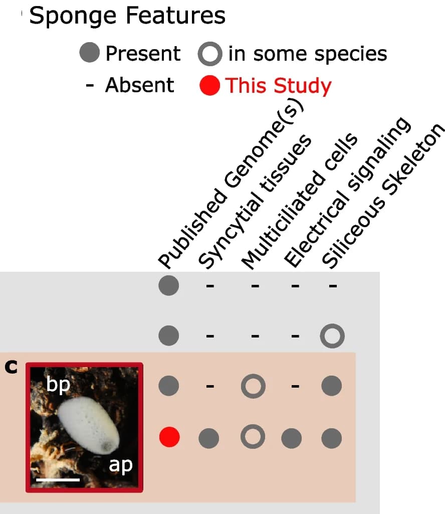 Open access visualization of Table Image, Hexactinellida, Demospongiae, Homoscleromorpha, Calcarea