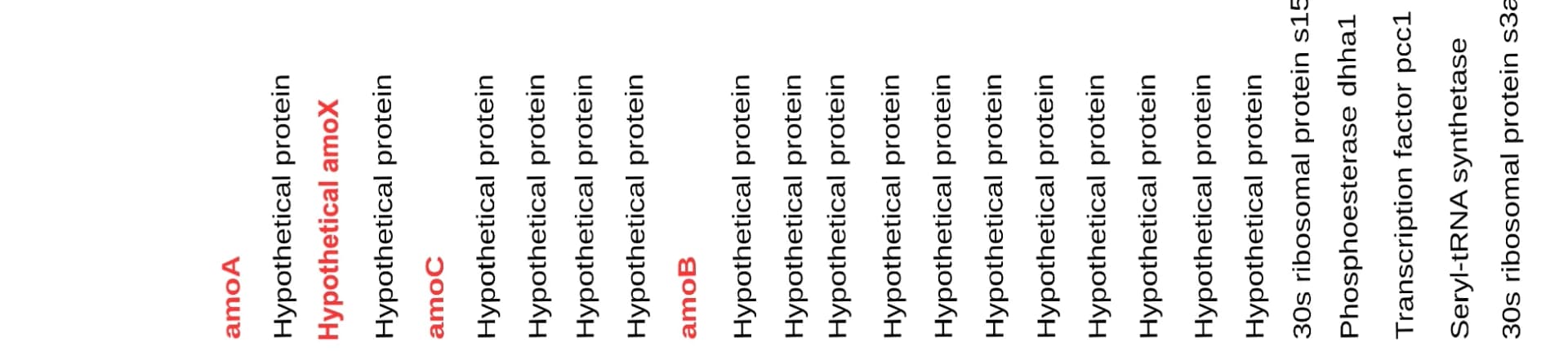 Open access visualization of Table Image, Microsynteny analysis, Genomic segments, Marine Thaumarchaeota, Orthologous genes