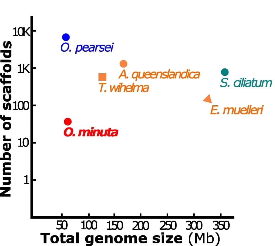 Open access visualization of Scatter Plot, Genome Size, Sponges, Oopsacas minuta