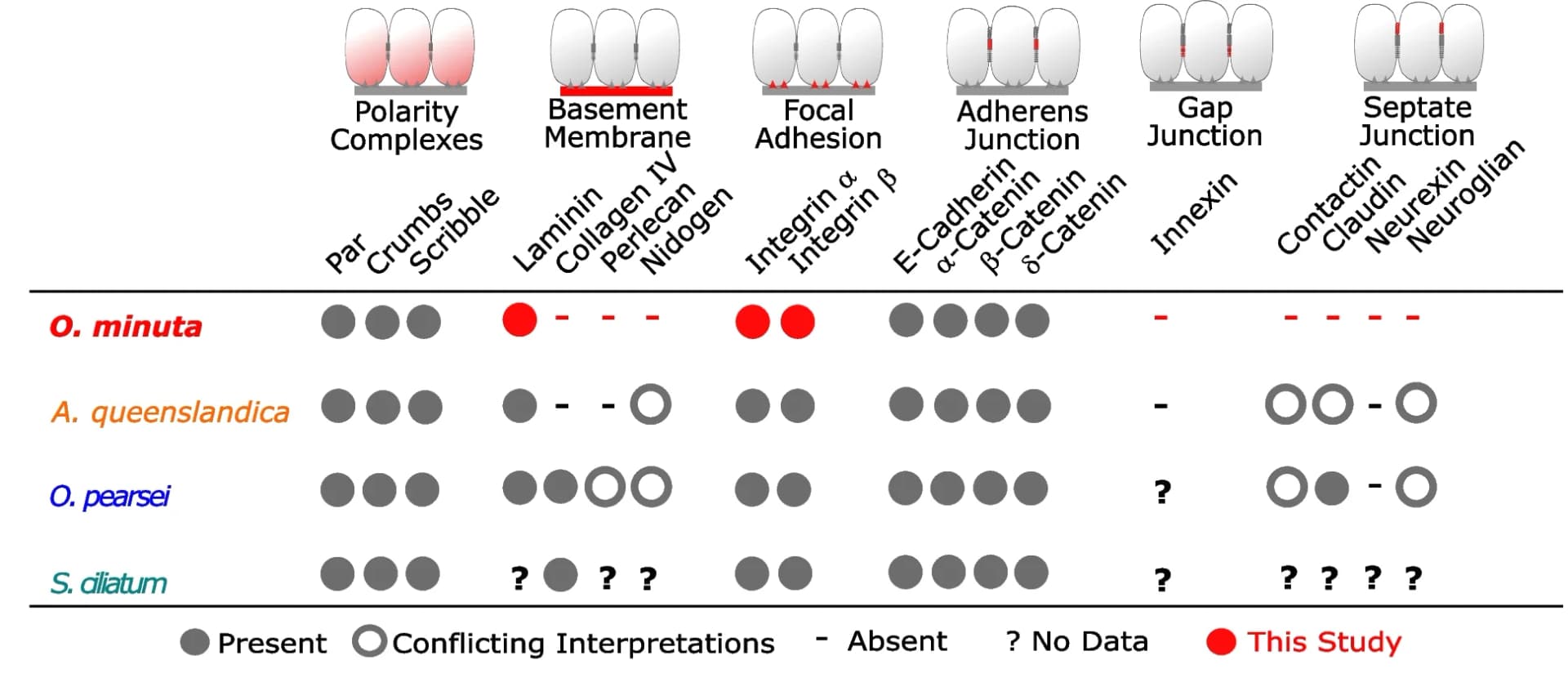 Open access visualization of Table Image, O. minuta, Syncytial Tissues, Epithelial Functions, Bilateria