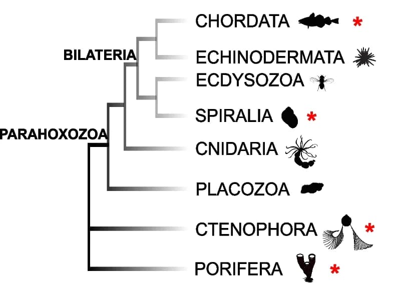 Open access visualization of Illustration, Flowchart, Phylogenetic Relationships, Metazoan Taxa, Multiciliated Cells