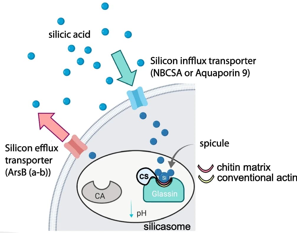 Open access visualization of Workflow, Illustration, Biomineralization, Sclerosyncytia, Hexactinellida