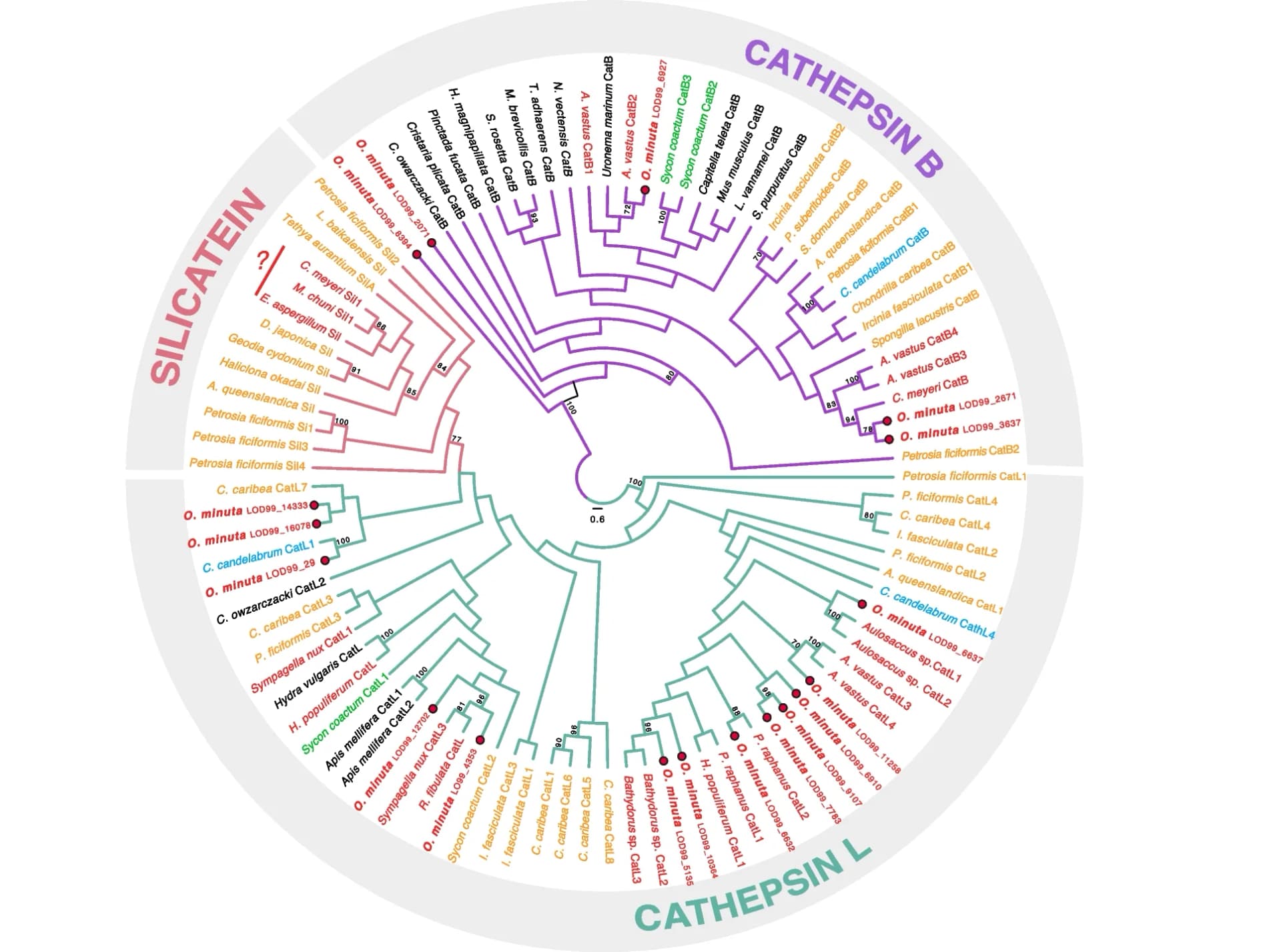 Open access visualization of Network, Pathway, Phylogenetic hypothesis, Cathepsin evolution, Sponge lineages