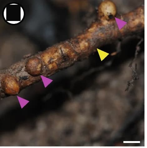 Open access visualization of Photo, S. himalayana, Host roots