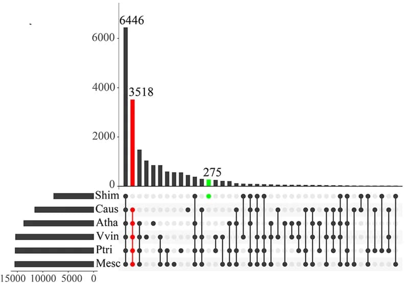 Open access visualization of Bar Plot, Scatter Plot, UpSet Venn Diagram, Orthogroups, Arabidopsis Thaliana