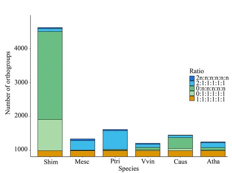 Open access visualization of Stacked Bar Plot, Bar Diagram, Gene Content, Orthogroups, S. Himalayana