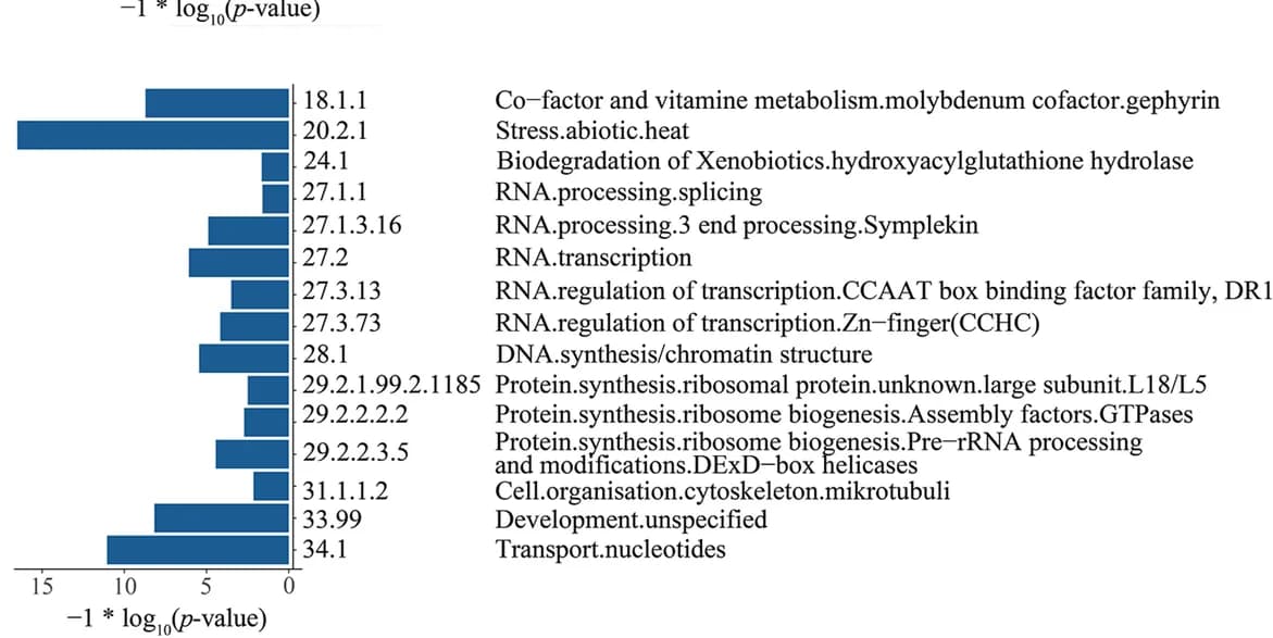 Open access visualization of Bar Plot, Functional Enrichment Analysis, Gene Duplication, S. Himalayana, MapMan Categories