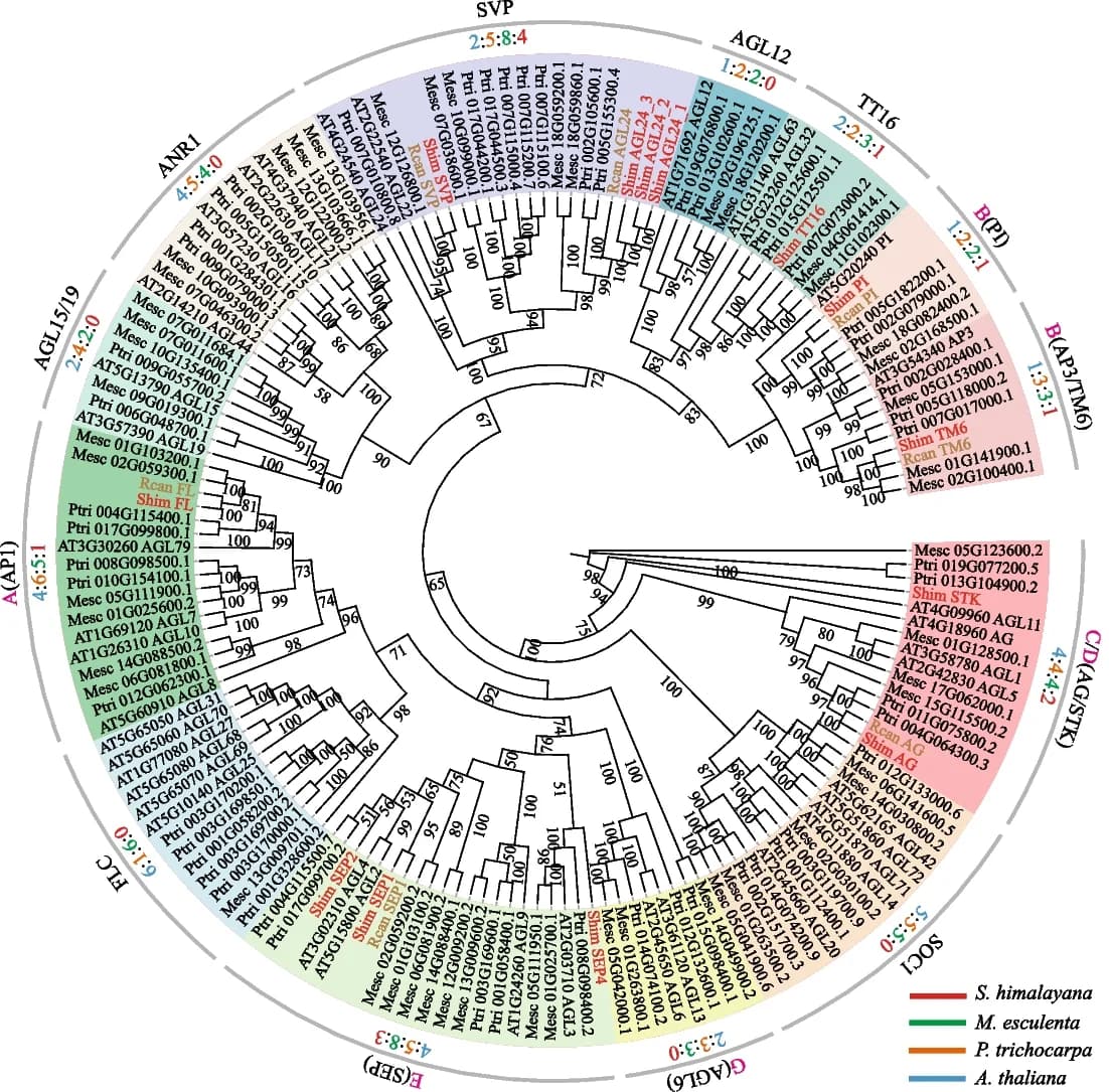Open access visualization of Network, Phylogenetic Tree, MIKC-type MADS-box Gene Family, S. himalayana, Rafflesia cantleyi