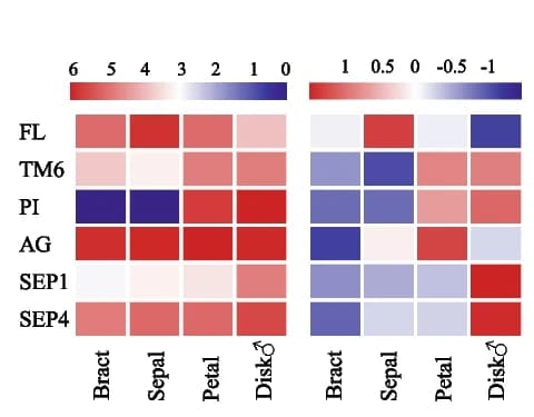 Open access visualization of Heatmap, Gene Expression, Flower Tissues, S. himalayana, R. cantleyi