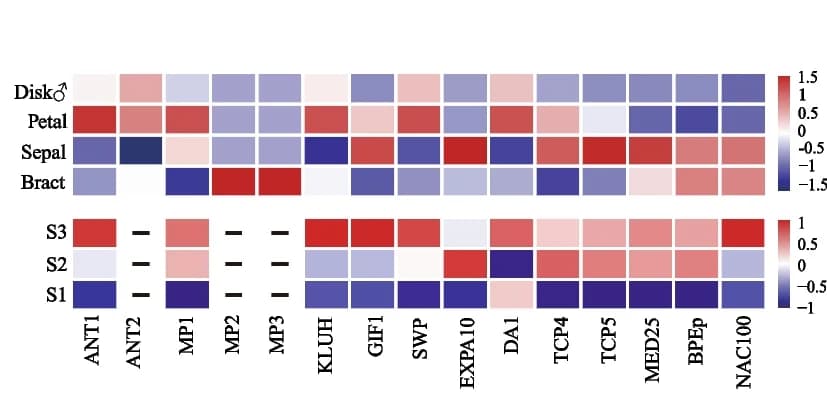 Open access visualization of Heatmap, Gene Expression, Flower Tissues, S. himalayana, Flower Development Stages