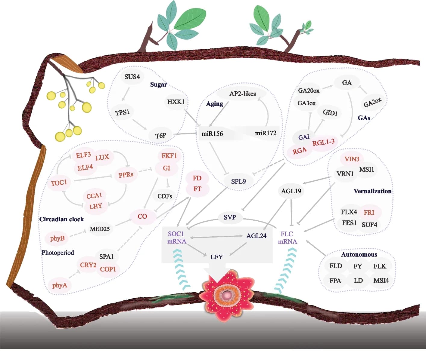 Open access visualization of Workflow, Flowchart, Gene Network, Flowering Time, Sapria himalayana