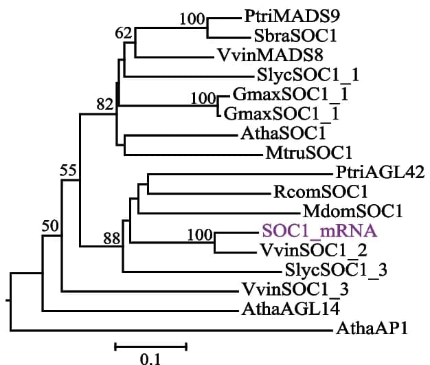 Open access visualization of Network, Gene Tree, SOC1, Species Names, Phylogenetic Tree