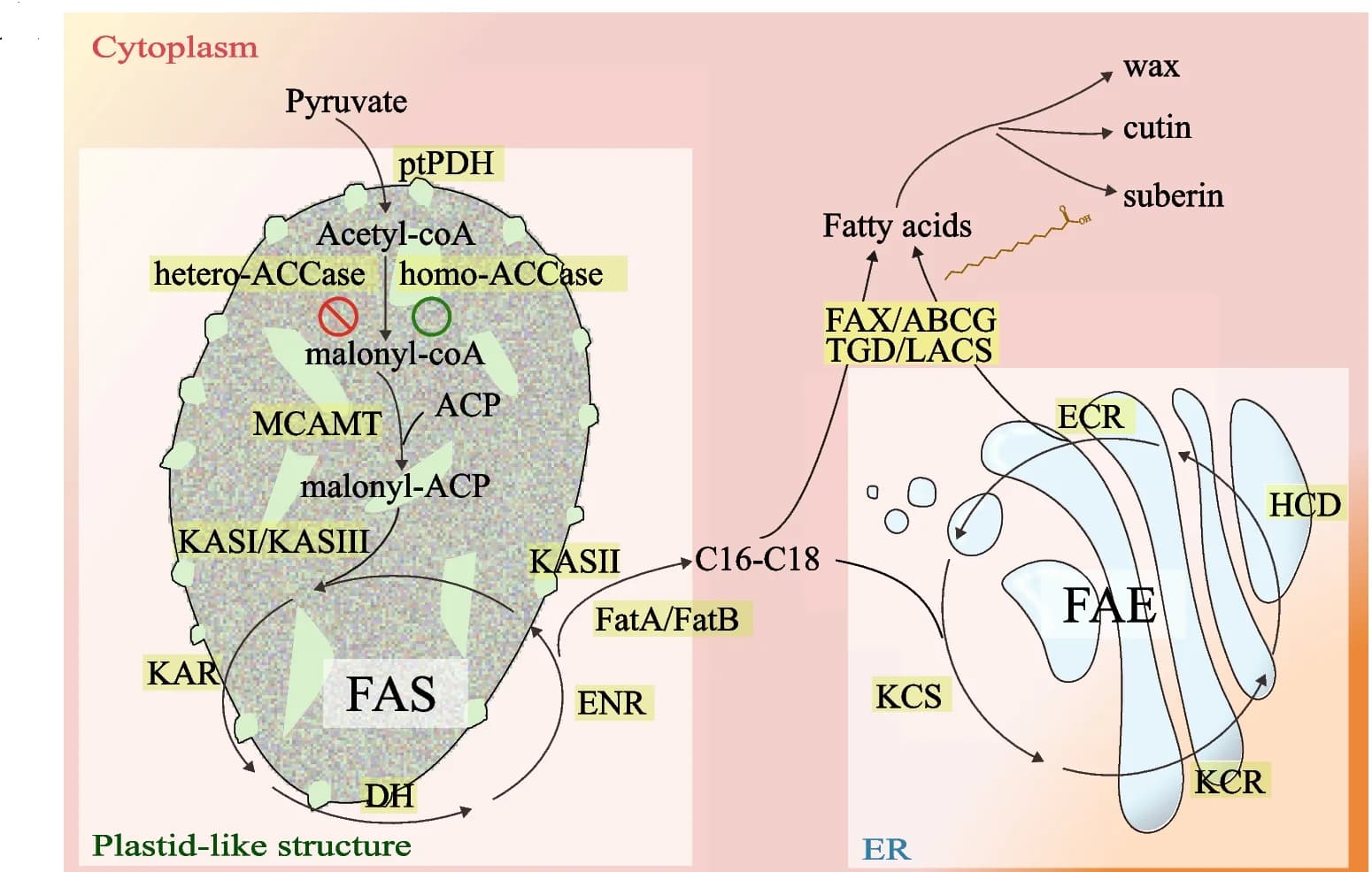 Open access visualization of Workflow, Flowchart, Illustration, Fatty Acid Biosynthesis, Elongation