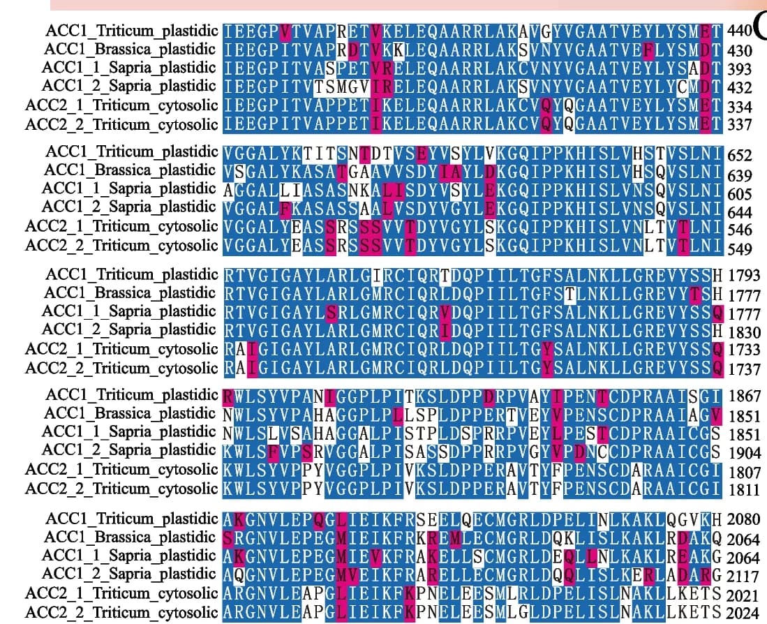 Open access visualization of Gel, Peptide Sequences, HomoACCases, Triticum Aestivum, Brassica Napus