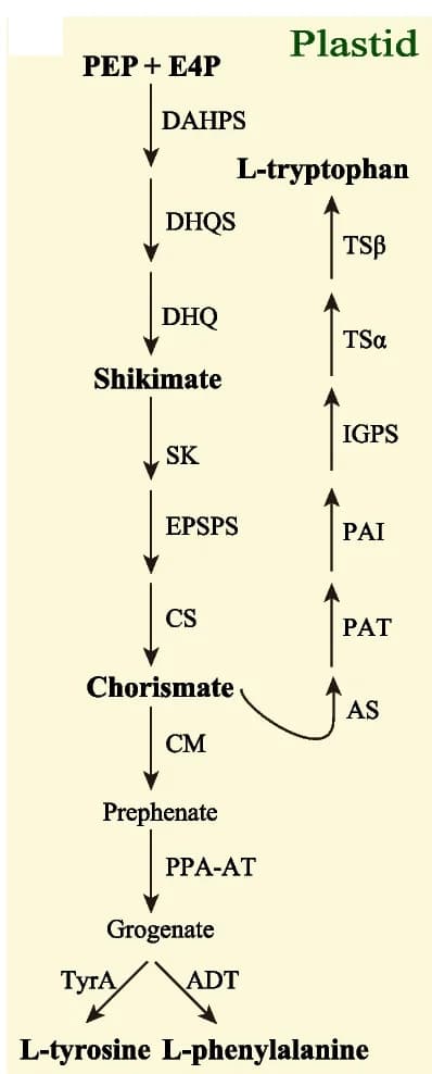 Open access visualization of Workflow, Flowchart, Biosynthesis Pathway, Aromatic Amino Acids, Plant Plastid