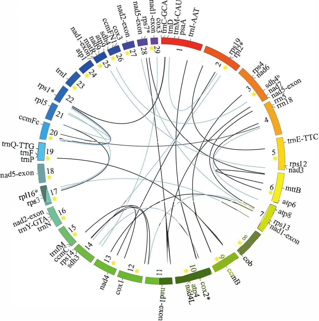 Open access visualization of Chord, Mitochondrial Genome, Contigs, Repeats, Genes
