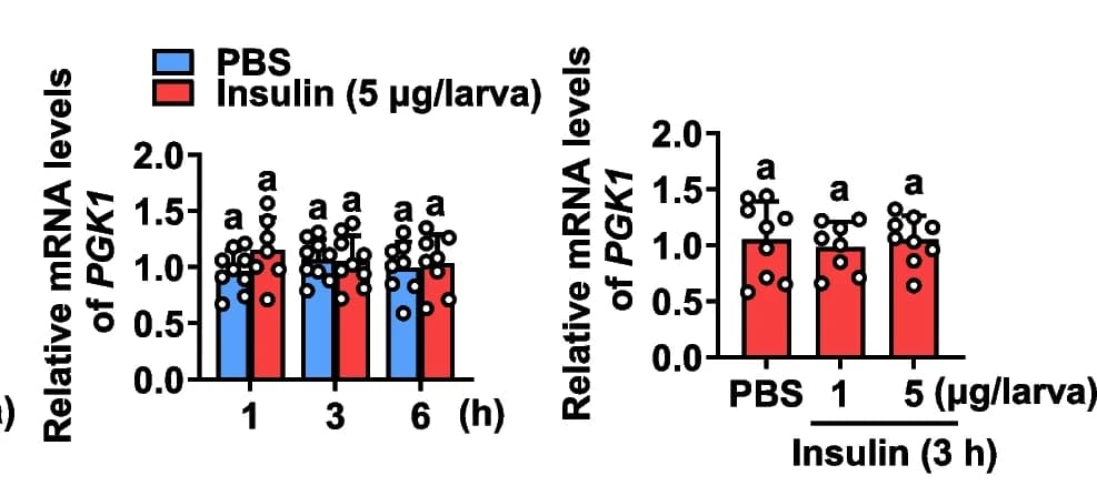 Open access visualization of Bar Plot, Error Bars, qRT-PCR, PGK1 expression, Larval fat body