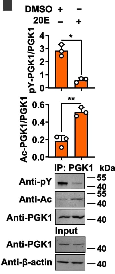 Open access visualization of Bar Plot, Error Bars, Gel, 20E, PGK1 Phosphorylation