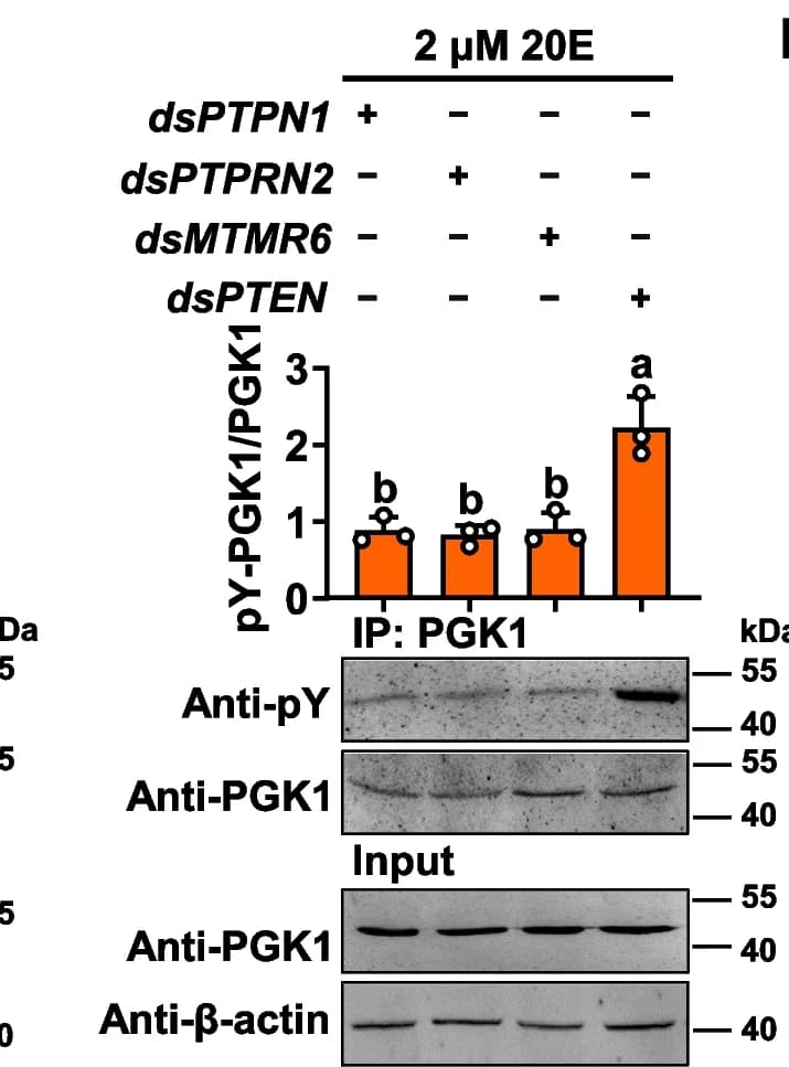 Open access visualization of Bar Plot, Error Bars, Gel, 20E, PGK1