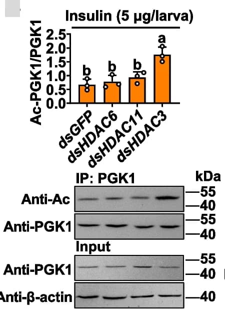 Open access visualization of Bar Plot, Error Bars, Gel, PGK1 Deacetylation, Insulin