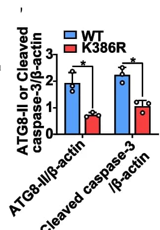 Open access visualization of Bar Plot, Error Bars, Clustered, ATG8-II, Cleaved-Caspase-3