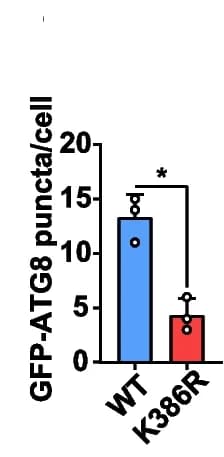 Open access visualization of Bar Plot, Error Bars, GFP-ATG8, HaEpi Cells, GFP-ATG8 puncta