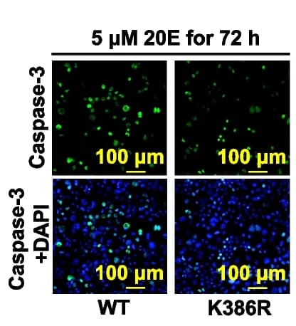 Open access visualization of Microscopy, Apoptosis, Caspase-3 activity, DAPI, Nucleus