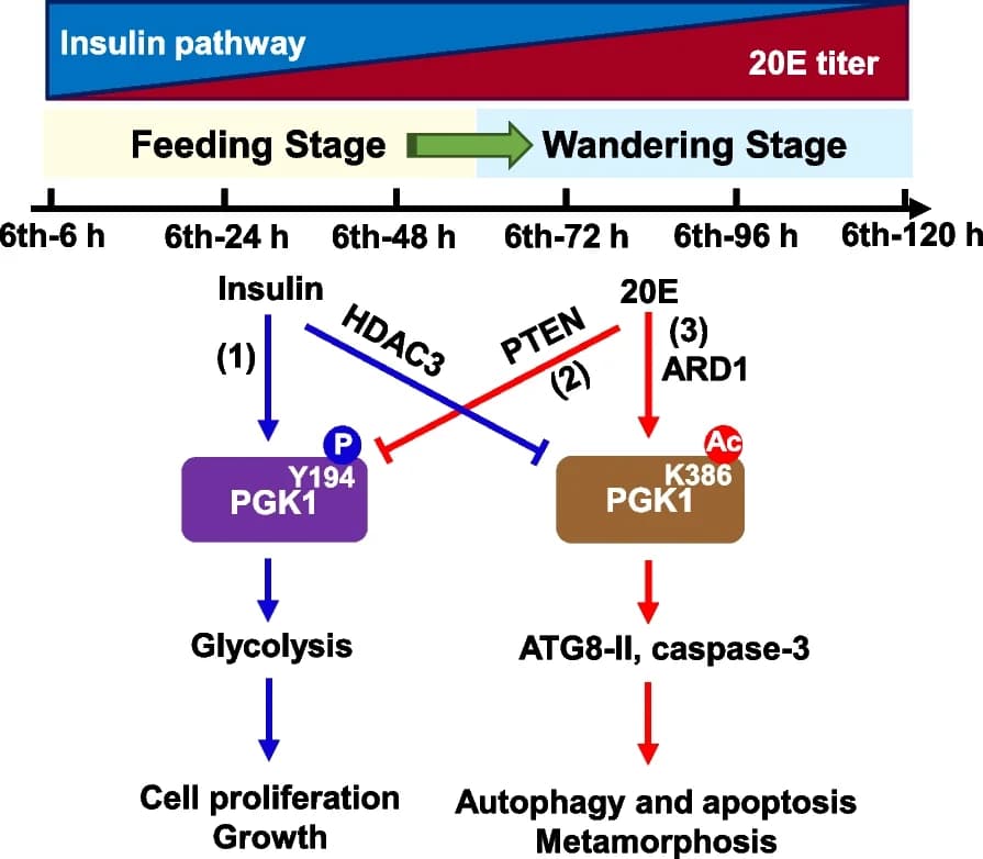 Open access visualization of Workflow, Flowchart, 20E, Insulin, Metamorphosis