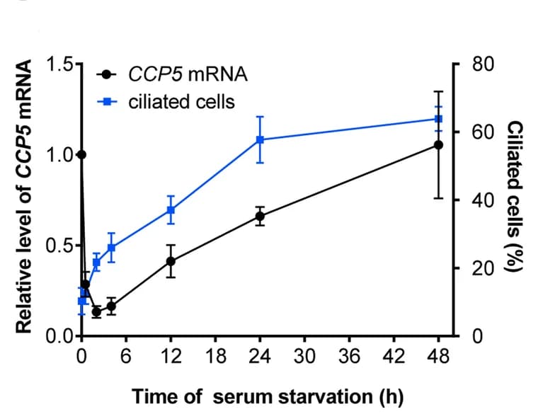 Open access visualization of Line Plot, Error Bars, CCP5 mRNA, Ciliated Cells, hTERT-RPE1 Cells