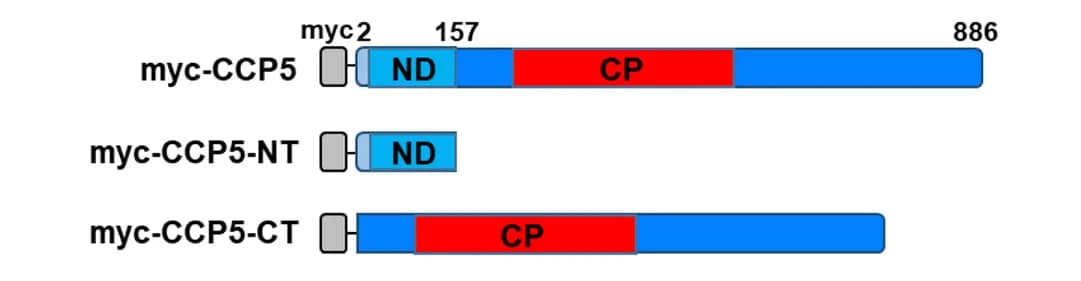 Open access visualization of Illustration, CCP5, Truncations, N-domain, Carboxypeptidase domain