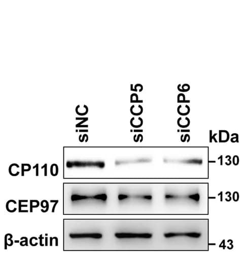 Open access visualization of Gel, CCP5, CCP6, siRNA, HEK293 Cells