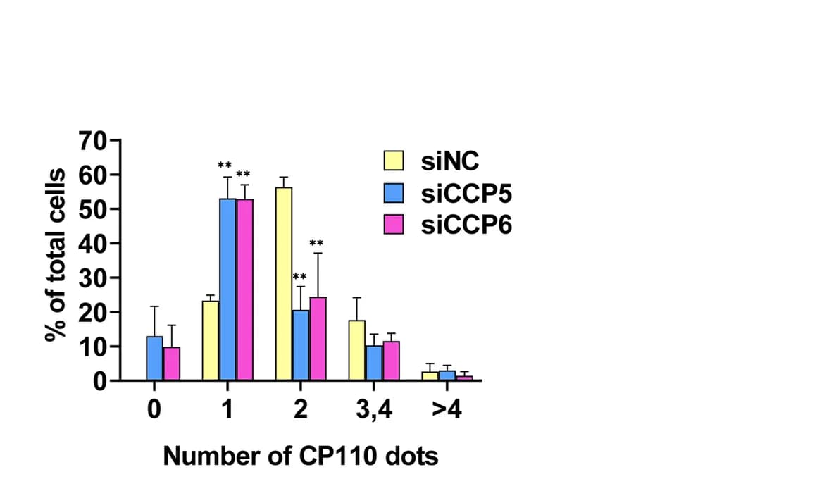 Open access visualization of Bar Plot, Error Bars, Clustered, CP110, hTERT-RPE1 Cells